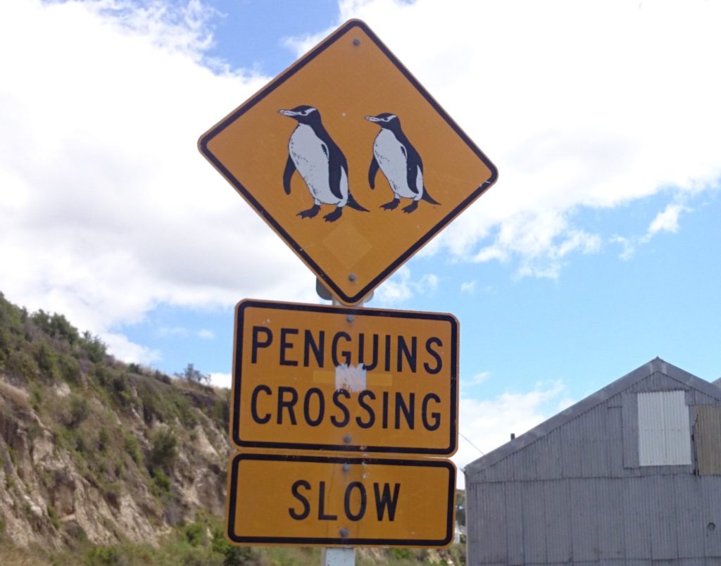 ペンギンが暮らす街 Nzオアマル ちょっと人間がお邪魔致します Rie Kawata ニュージーランドでワーホリ中 留学プレス 留学 海外生活のニュースサイト
